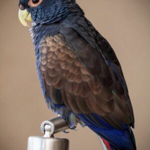 Bronze Winged Pionus Parrots For Sale