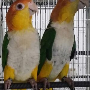 White-Bellied Caique Parrots For Sale