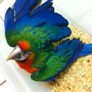 Baby Harlequin Macaw Parrots For Sale