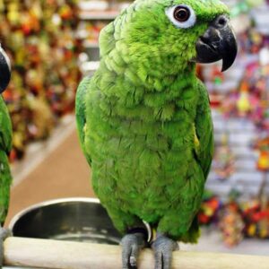 Mealy Amazon Parrot For Sale