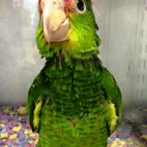 Green Cheeked Amazon Parrot For Sale