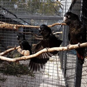 Red Tail Black Cockatoo Parrots For Sale