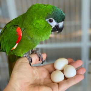 Amazon Parrot Eggs For