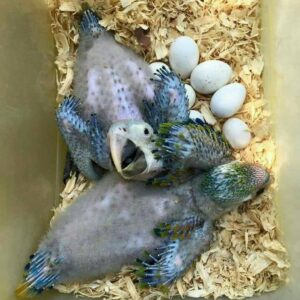 Blue And Gold Macaw Eggs For Sale