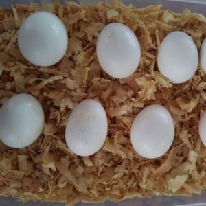 Moluccan Cockatoo Parrot Eggs For Sale