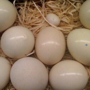 Gang Gang Cockatoo Parrot Eggs For Sale