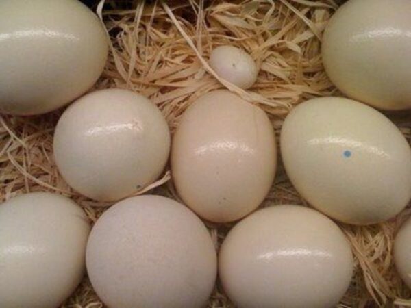 Gang Gang Cockatoo Parrot Eggs