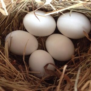 Pionus Parrots Eggs For Sale
