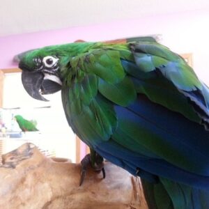 Mutation Buffon Macaw Parrots For Sale