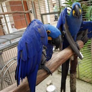 Hyacinth Macaw Parrots For Sale Online