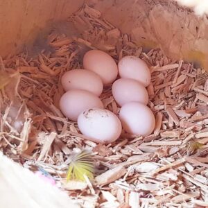 Eclectus Parrots Eggs For sale