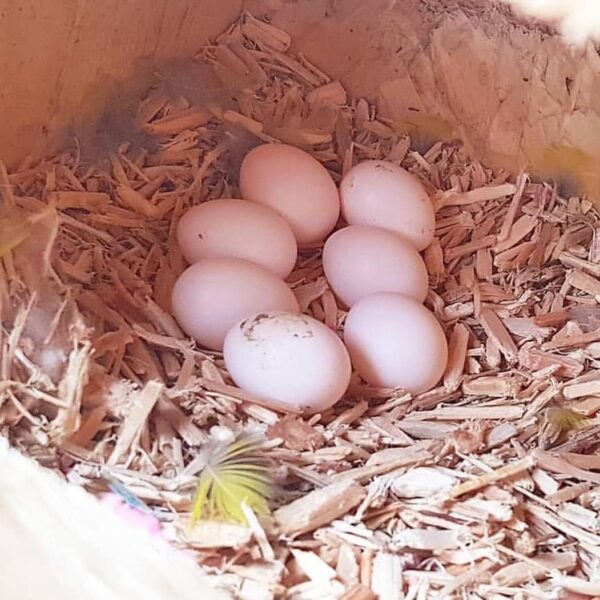 Eclectus Parrot Eggs For sale