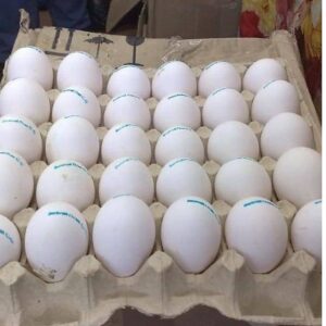 Camalot Macaw Parrot Eggs For Sale