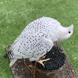 Gyrfalcon For Sale