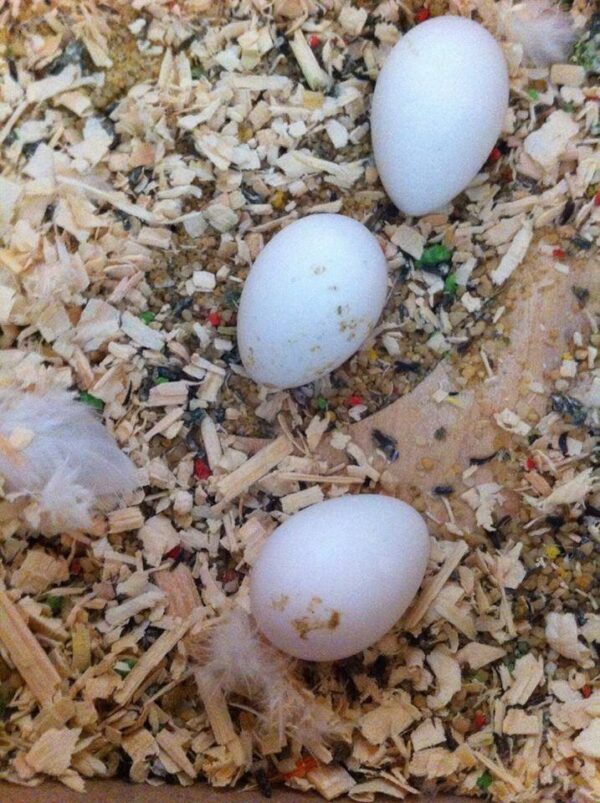 Rainbow Lorikeet Parrots Eggs For Sale