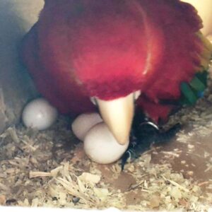 Green Winged Macaw Parrot Eggs For Sale