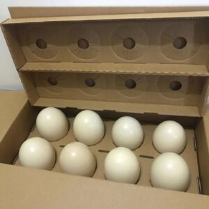 Congo African Grey Parrot Eggs For Sale