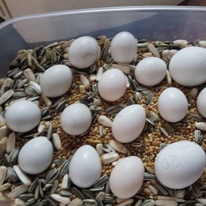 Blue Throated Macaw Eggs For Sale