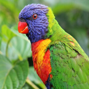 Rainbow Lorikeet Parrots For Sale
