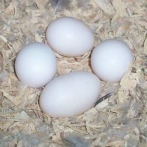 Catalina Macaw Parrot Eggs For Sale