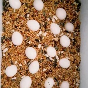 Spix`s Macaw Parrot Eggs For Sale