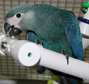 Spixs Macaw Parrots For Sale Online