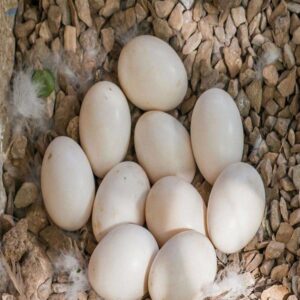 Sulphur Crested Cockatoo Parrot Eggs For Sale