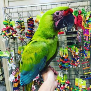 Buffon Macaw Parrots For Sale