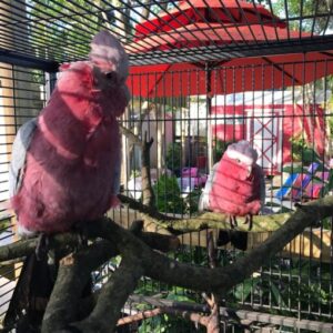Rose Breasted Cockatoo Parrots For Sale