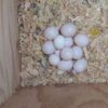 Quakers Parrots Eggs For Sale