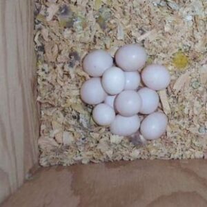 Quakers Parrots Eggs For Sale