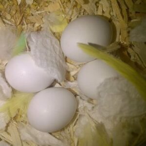Harlequin Macaw Parrot Eggs For Sale