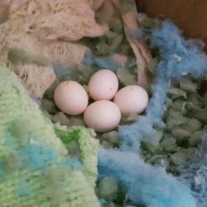 Rose Breasted/Galah Cockatoo Parrot Eggs For Sale
