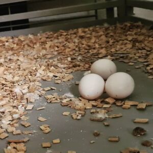 Pineapple Conure Parrot Eggs For Sale
