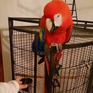 Calico Macaw Parrots For Sale
