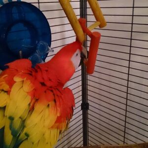 Scarlet Macaw Parrots For Sale