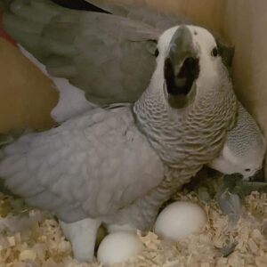 Timneh African Grey Parrot Eggs For Sale
