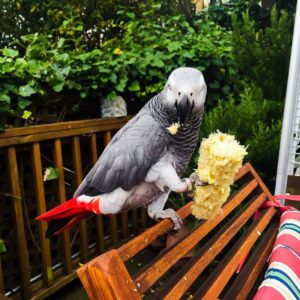 Congo African Grey Parrot For Sale