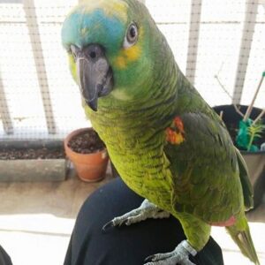 Blue Fronted Amazon Parrot For Sale
