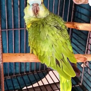 Blue Fronted Amazon Parrot For Sale