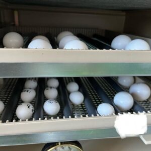 Yellow Crowned Amazon Parrot Eggs