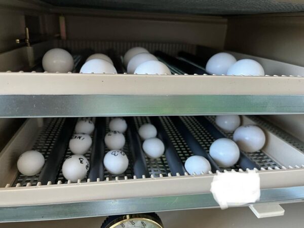 Yellow Crowned Amazon Parrot Eggs