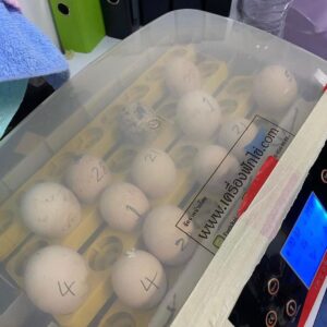 Blue Throated Macaw Parrot Eggs