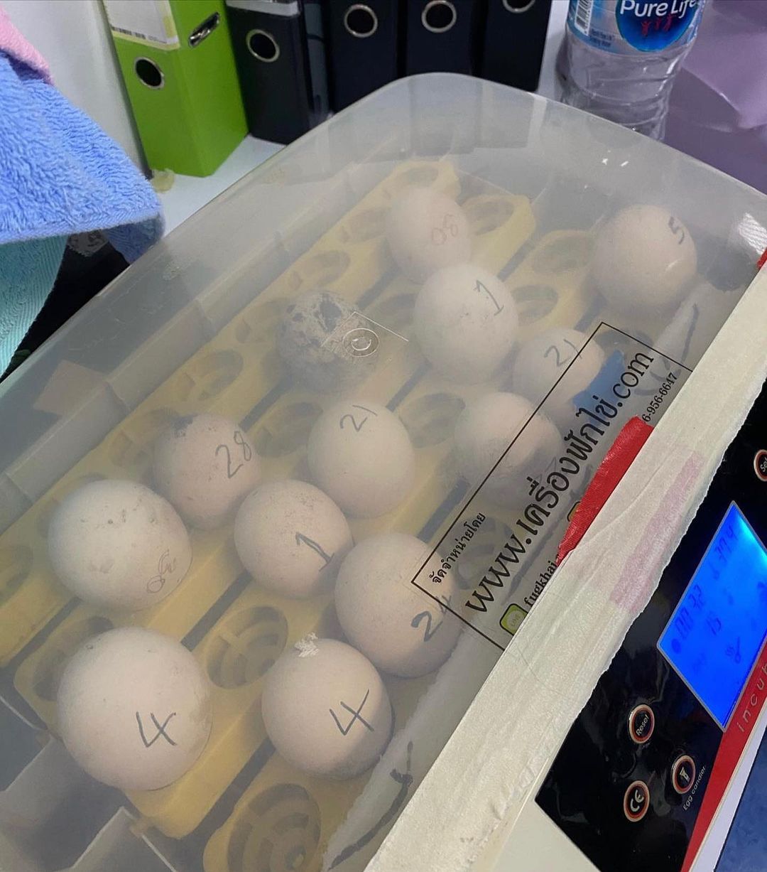 Sulphur Crested Cockatoo Parrot Eggs