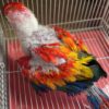 Baby Scarlet Macaw Parrots For Sale - Image 5