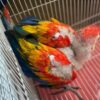 Baby Scarlet Macaw Parrots For Sale - Image 4