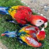 Baby Scarlet Macaw Parrots For Sale - Image 3