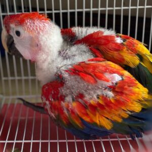 Baby Scarlet Macaw Parrots For Sale