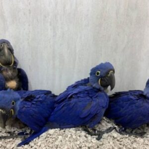 Baby Hyacinth Macaw Parrots For Sale