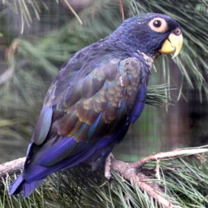Bronze-winged Parrots For Sale